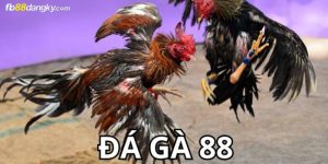 Đá gà 88