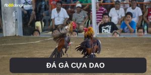 Đá gà cực dao