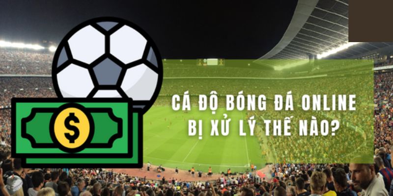 Cá độ bóng đá có vi phạm pháp luật thật không?