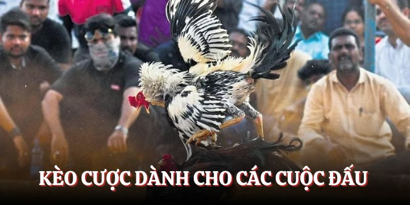 Kèo cược dành cho các cuộc đấu 