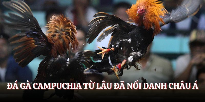 Đá gà Campuchia từ lâu đã nổi danh châu Á
