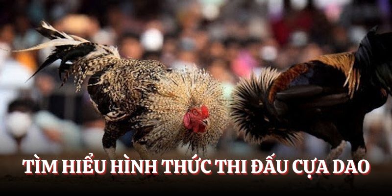 Tìm hiểu hình thức thi đấu cựa dao