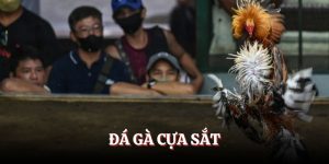 Đá Gà Cựa Sắt - Đỉnh Cao Giải Trí 2025 Chơi  Là Có Thưởng 