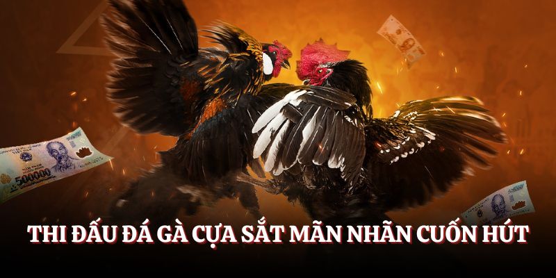 Thi đấu đá gà cựa sắt mãn nhãn cuốn hút
