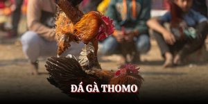 Cược so tài thần kê Thomo tại Fb88 hấp dẫn