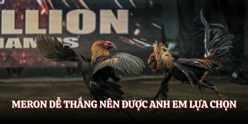 Meron dễ thắng nên được anh em lựa chọn