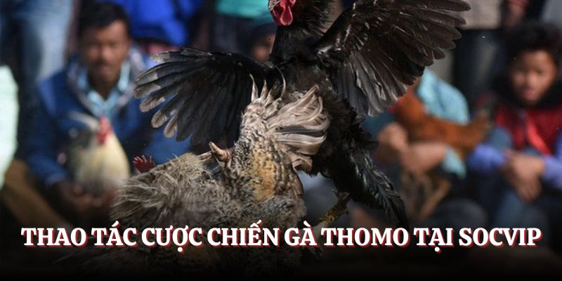Thao tác cược chiến gà Thomo tại Fb88