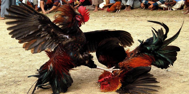 Luật chơi đá gà cựa dao cược thủ cần nắm được