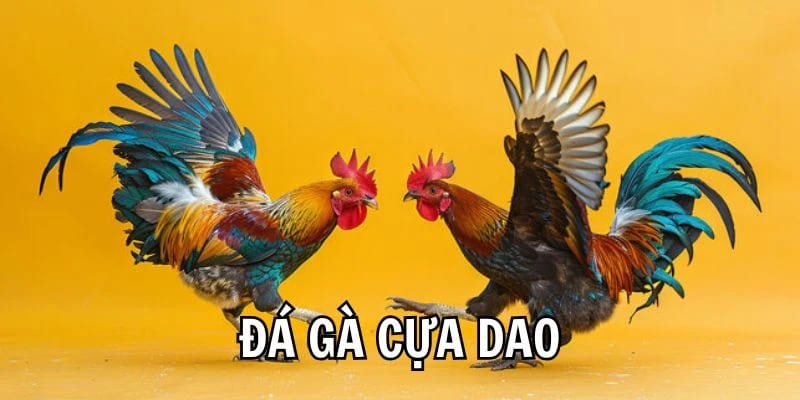 Tìm hiểu đôi nét về hình thức đá gà cựa dao
